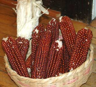 2013 Sources for Floriani Corn Image